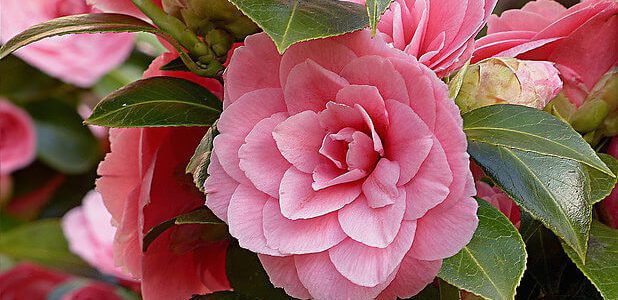 camelia