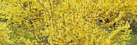 forsithia intermedia