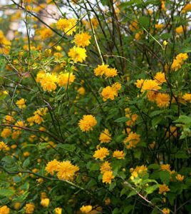 kerria japonica