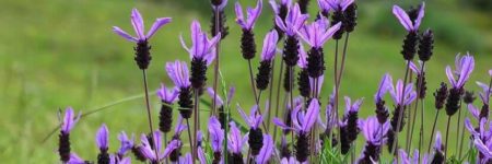 lavanda stoechas
