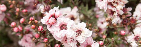 leptospermum