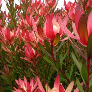 leucadendron