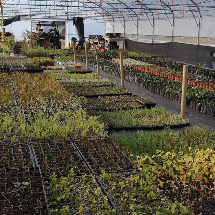 Invernadero tecnificado