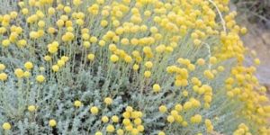 santolina chamaecyparisus