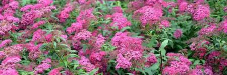 spiraea bumalda