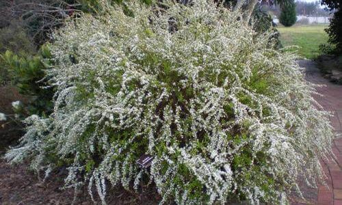 spiraea thumbergii